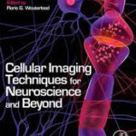 Cellular Imaging Techniques for Neuroscience and Beyond - 2012
