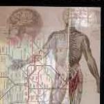 Introduction to Clinical Neurology - 2011
