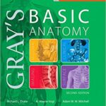 Basic Anatomy - 2018