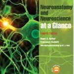 Neuroanatomy and Neuroscience at a Glance - 2012